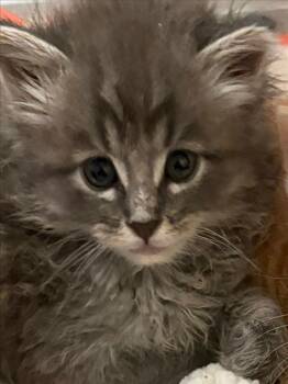 Domestic Long Hair Cats Available for Adoption in Tracy, California - BUZZ | PetCurious