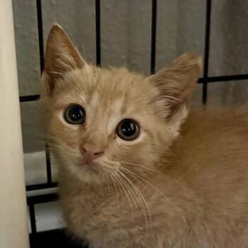 Butterscotch -  Domestic Short Hair Cat for Adoption in Houston, Texas - Butterscotch | PetCurious