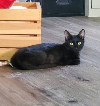 Rescue Domestic Short Hair Cats for Adoption in Liverpool, Texas - Beans | PetCurious