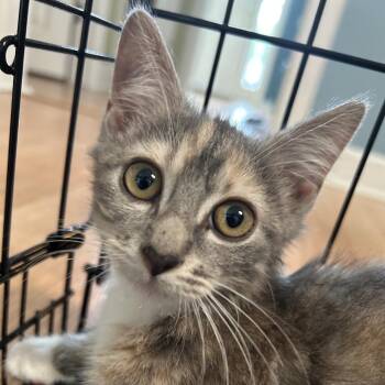 Diet Coke (DC) -  American Shorthair Cat for Adoption in Sandy Springs, Georgia - Diet Coke (DC) | PetCurious