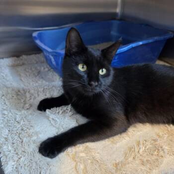 Skittles -  Domestic Short Hair Cat for Adoption in Cedaredge, Colorado - Skittles | PetCurious