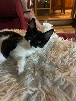 Rescue Domestic Short Hair Cats for Adoption in Youngsville, North Carolina - Gemini25 | PetCurious