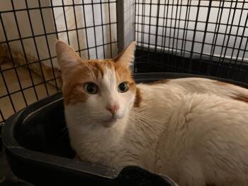 Rescue Domestic Short Hair Cats for Adoption in Stockton, California - Misty | PetCurious