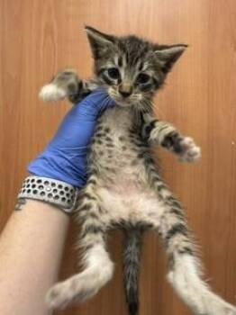 Domestic Short Hair Cats Available for Adoption in Doral, Florida - MAYAH | PetCurious