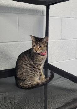 Abby -  Domestic Short Hair Cat for Adoption in Morganton, North Carolina - Abby | PetCurious