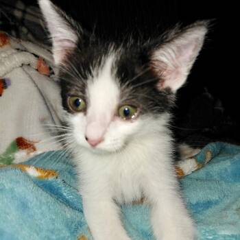 Zack* -  Domestic Short Hair Cat for Adoption in San Gabriel, California - Zack* | PetCurious