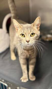 Rescue Domestic Short Hair Cats for Adoption in Georgina, Ontario - Shiver | PetCurious