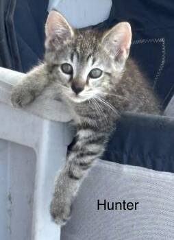 Hunter -  Domestic Short Hair Cat for Adoption in Oviedo, Florida - Hunter | PetCurious