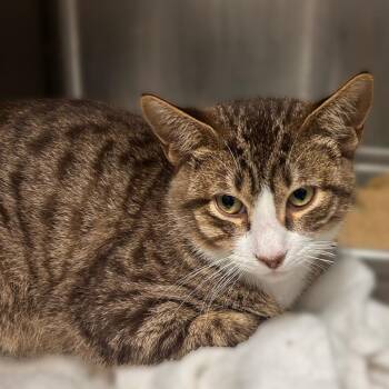 Barry Crouton -  Domestic Short Hair Cat for Adoption in Davenport, Iowa - Barry Crouton | PetCurious