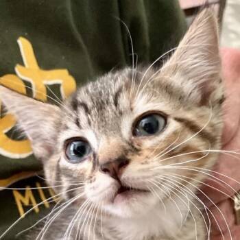 Chickadee Grant  (Lucy kitten) -  Domestic Short Hair Cat for Adoption in Merrifield, Virginia - Chickadee Grant  (Lucy Kitten) | PetCurious