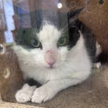 Oreo Lovely -  Domestic Short Hair Cat for Adoption in Philadelphia, Pennsylvania - Oreo Lovely | PetCurious