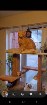 Rescue Domestic Short Hair Cats for Adoption in Ottawa, Ontario - Woody (m) Redtabby 6mths | PetCurious