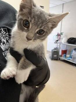 Chloe -  Domestic Short Hair Cat for Adoption in Farmers Branch, Texas - Chloe | PetCurious