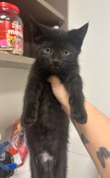 Rescue Domestic Short Hair Cats for Adoption in Greenfield, Indiana - Aramis | PetCurious