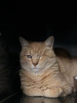 Nala -  Domestic Short Hair Cat for Adoption in El Paso, Texas - Nala | PetCurious