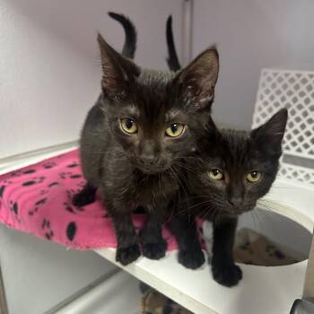 Havoc -  Domestic Short Hair Cat for Adoption in Binghamton, New York - Havoc | PetCurious