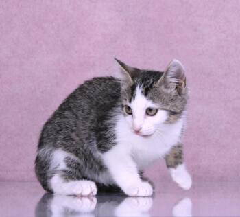 Poptart -  Domestic Short Hair Cat for Adoption in Tuscaloosa, Alabama - Poptart | PetCurious