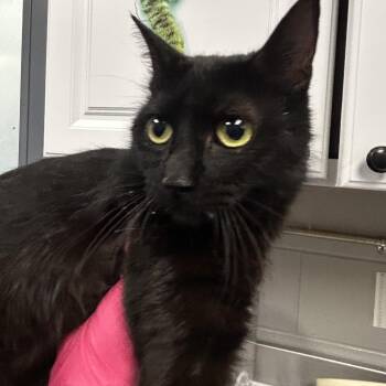 Domestic Short Hair Cats Available for Adoption in Greenville, South Carolina - Midnight | PetCurious