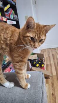Domestic Short Hair Cats Available for Adoption in Sandy Springs, Georgia - Traffic Cone | PetCurious