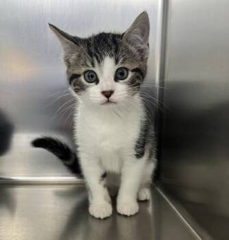 Tabby -  Domestic Short Hair Cat for Adoption in Sioux City, Iowa - Tabby | PetCurious