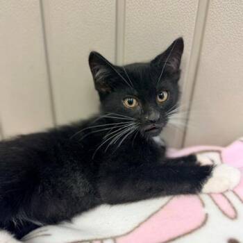 Zim -  Domestic Short Hair Cat for Adoption in Hawthorne, California - Zim | PetCurious
