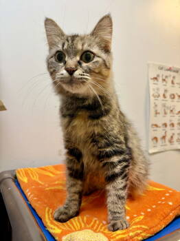 Rescue Domestic Medium Hair Cats for Adoption in Herndon, Virginia - Katya | PetCurious