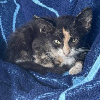 Sophie -  Domestic Short Hair Cat for Adoption in West Palm Beach, Florida - Sophie | PetCurious
