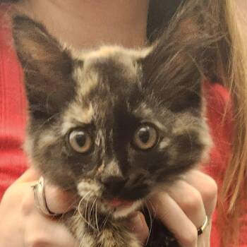 Snickers -  Domestic Short Hair Cat for Adoption in Pittsburg, Kansas - Snickers | PetCurious