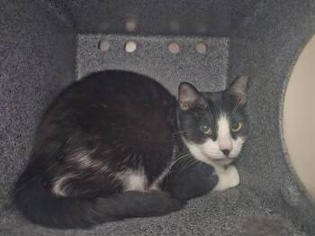 TACKLE IN THE BARN -  Domestic Short Hair Cat for Adoption in Pueblo, Colorado - TACKLE IN THE BARN | PetCurious