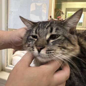 Fat Boy -  Domestic Short Hair Cat for Adoption in Fresno, California - Fat Boy | PetCurious
