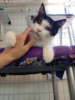 Domestic Medium Hair Cats Available for Adoption in Saint James, Minnesota - Ace | PetCurious