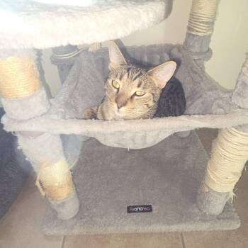 Rescue Domestic Short Hair Cats for Adoption in West Branch, Michigan - Brooks | PetCurious