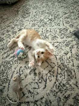 Yosemite -  Domestic Short Hair Cat for Adoption in Richmond, Virginia - Yosemite | PetCurious