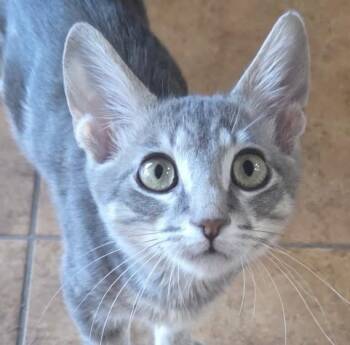 Dragonfly -  Domestic Short Hair Cat for Adoption in San Tan Valley, Arizona - Dragonfly | PetCurious