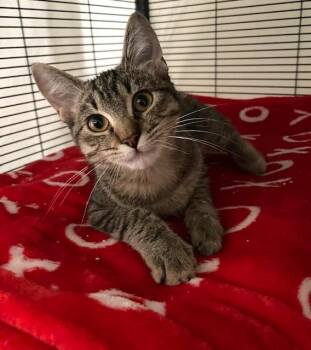 Rescue Tabby and American Shorthair Cats for Adoption - Purring Buster 4 Months Old | PetCurious