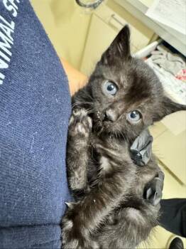 Domestic Short Hair Cats Available for Adoption in Fremont, California - LADY PAW PAW | PetCurious