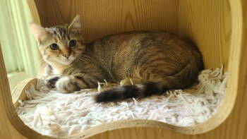 Rescue Domestic Short Hair and Tabby Cats for Adoption in Rockwall, Texas - LuLu | PetCurious