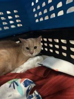 Domestic Short Hair Cats Available for Adoption in Ocala, Florida - A380341 | PetCurious