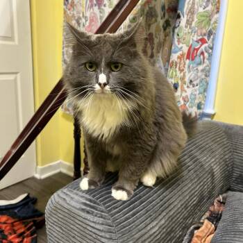 Richard -  Domestic Long Hair Cat for Adoption in Richmond, Virginia - Richard | PetCurious