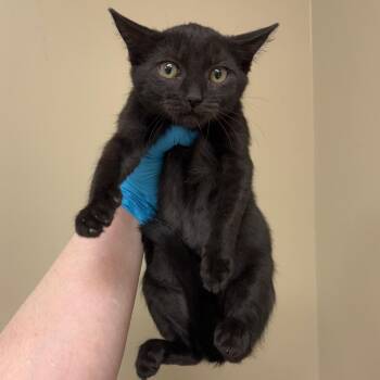 Dosher -  Domestic Short Hair Cat for Adoption in Birmingham, Alabama - Dosher | PetCurious