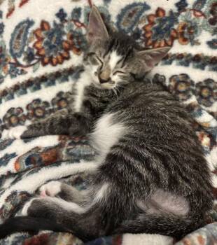 Prairie Dropseed -  Domestic Short Hair Cat for Adoption in Topeka, Kansas - Prairie Dropseed | PetCurious