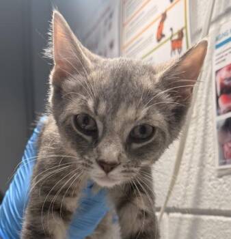 Fluff -  Domestic Short Hair Cat for Adoption in Golden, Colorado - Fluff | PetCurious