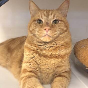 Cheeto -  Domestic Short Hair Cat for Adoption in Hemet, California - Cheeto | PetCurious
