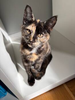 Rescue Domestic Short Hair Cats for Adoption in Meriden, Connecticut - Doll | PetCurious