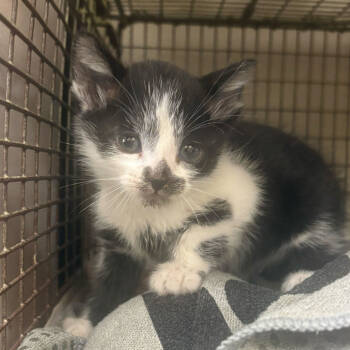 Rescue Domestic Short Hair Cats for Adoption in San Antonio, Texas - Oreo | PetCurious