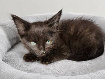 Mary Ann -  Maine Coon Cat for Adoption in Calimesa, California - Mary Ann | PetCurious