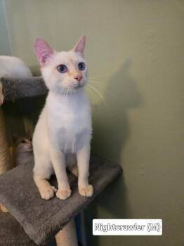 Siamese Cats Available for Adoption in Broken Arrow, Oklahoma - Nightcrawler | PetCurious