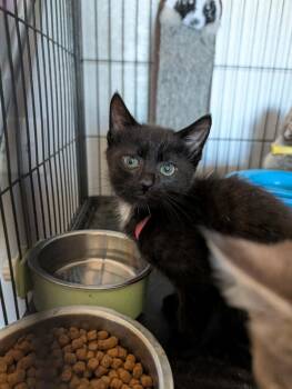 Mario (Red Collar) -  Domestic Short Hair Cat for Adoption in Minot, North Dakota - Mario (Red Collar) | PetCurious