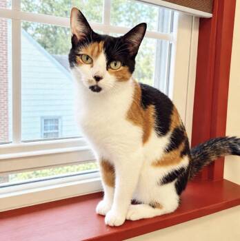 Caterpillar -  Calico Cat for Adoption in Philadelphia, Pennsylvania - Caterpillar | PetCurious