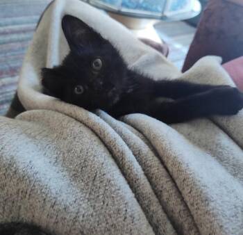 Couscous -  Domestic Short Hair Cat for Adoption in Sherwood, Oregon - Couscous | PetCurious